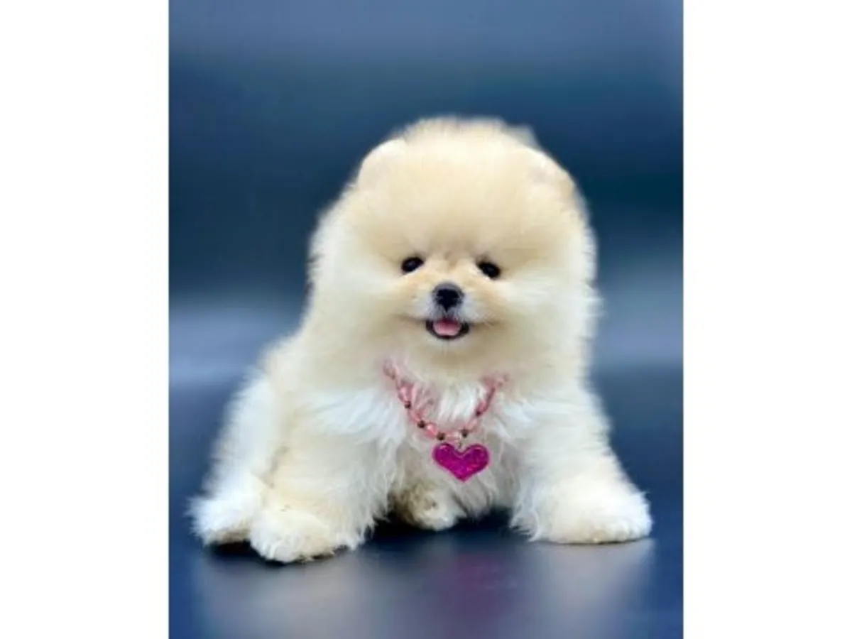 Un chiot Poméranien blanc élevé près des humains