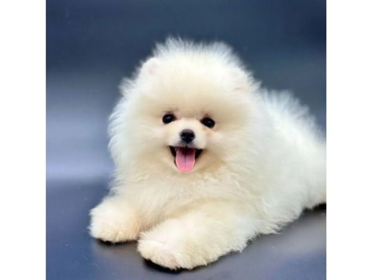 Un chiot Poméranien blanc élevé près des humains