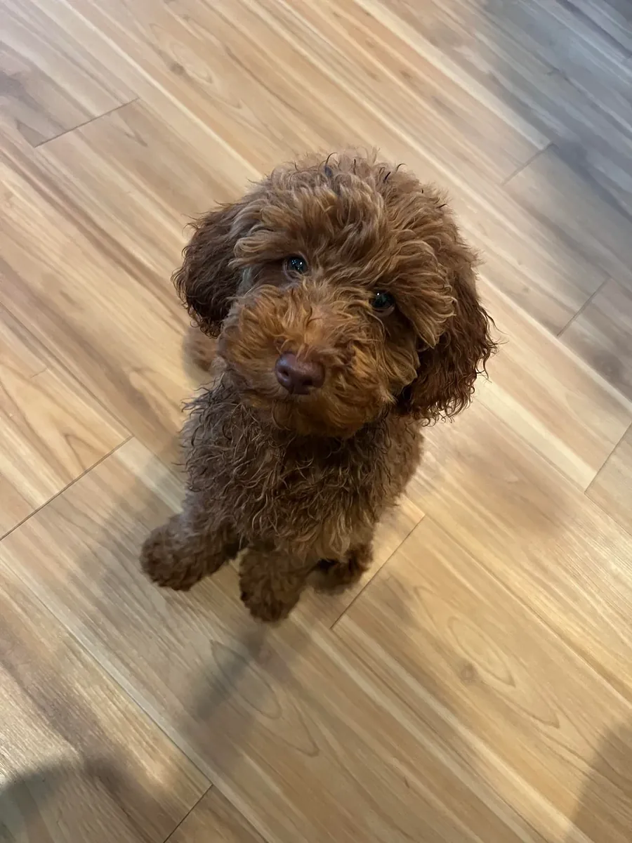 An intelligent brown poodle accustomed to walks