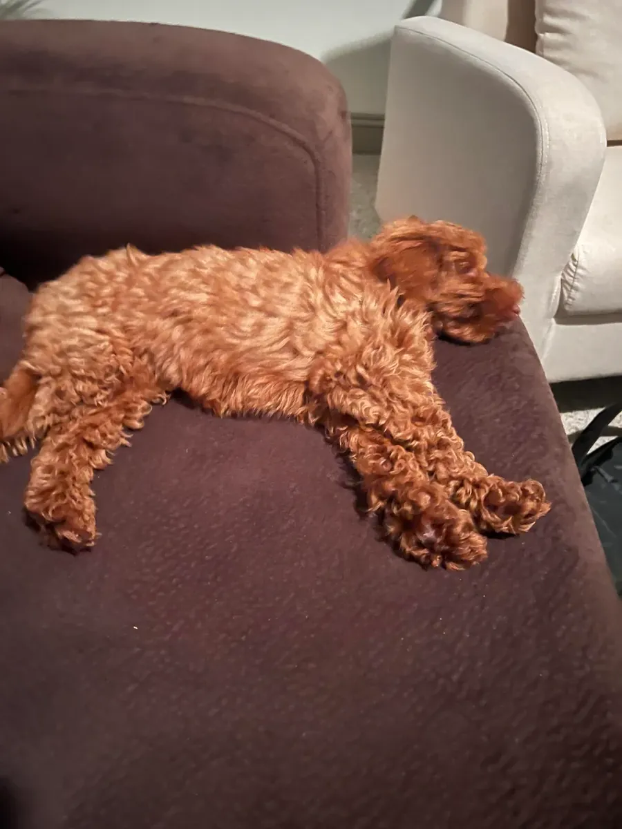 An intelligent brown poodle accustomed to walks