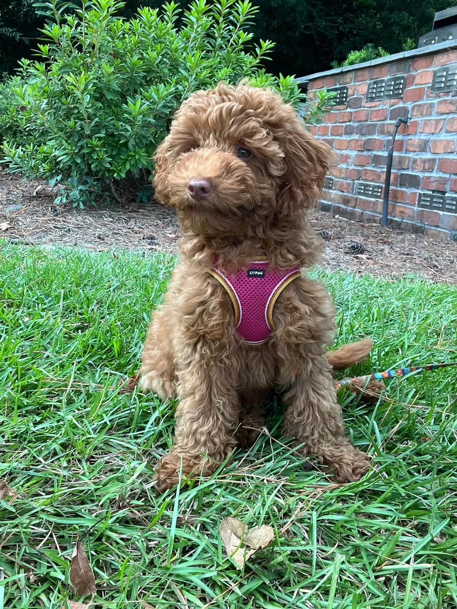 An intelligent brown poodle accustomed to walks