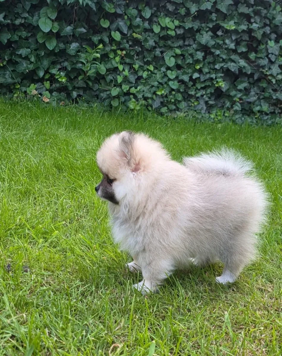 Cachorro Pomerania