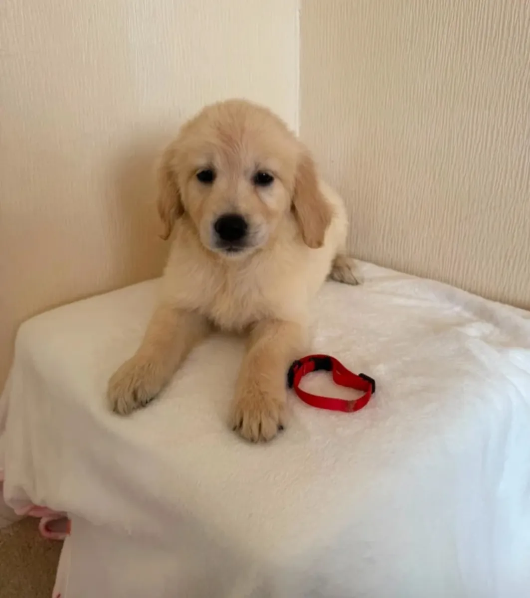 Cachorros de golden retriever