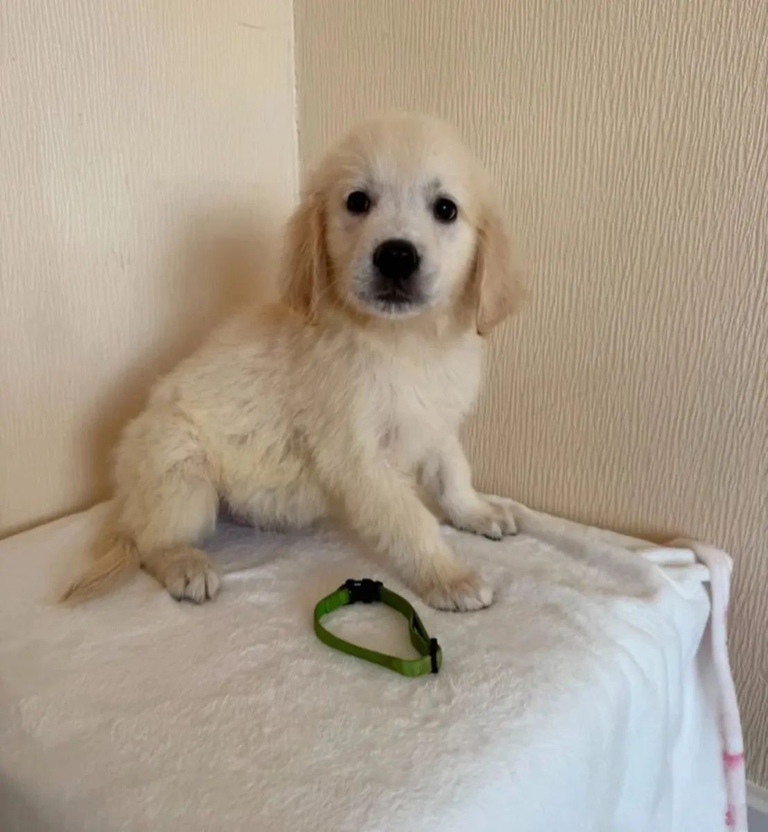 Cachorros de golden retriever