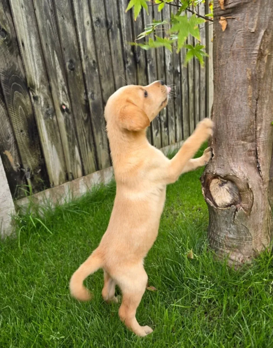 Cachorros labrador de trabajo
