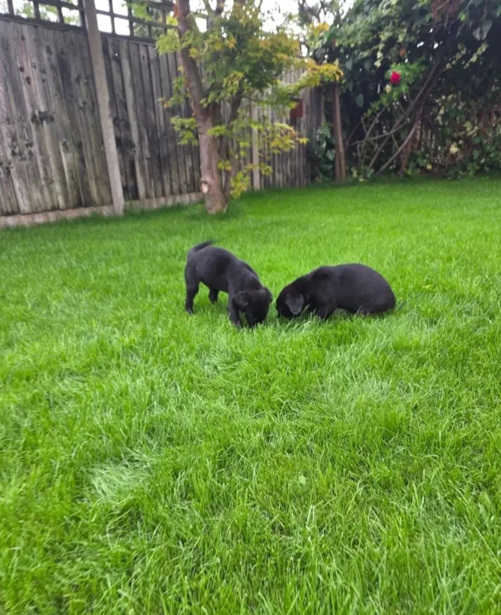 Cachorros labrador de trabajo