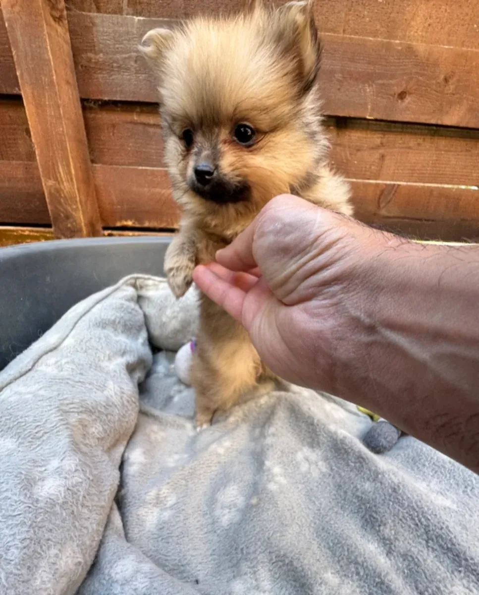 Hermosos cachorros Pomerania