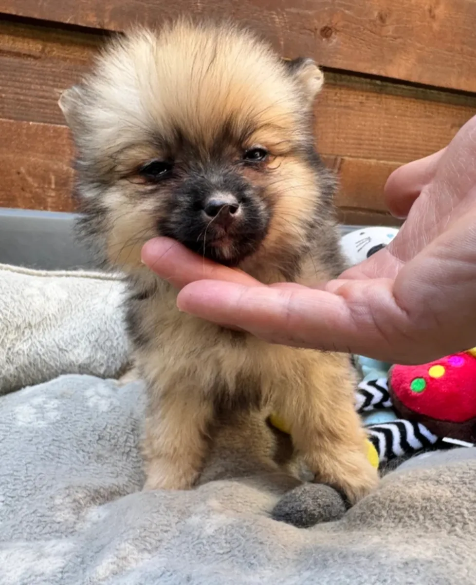 Hermosos cachorros Pomerania
