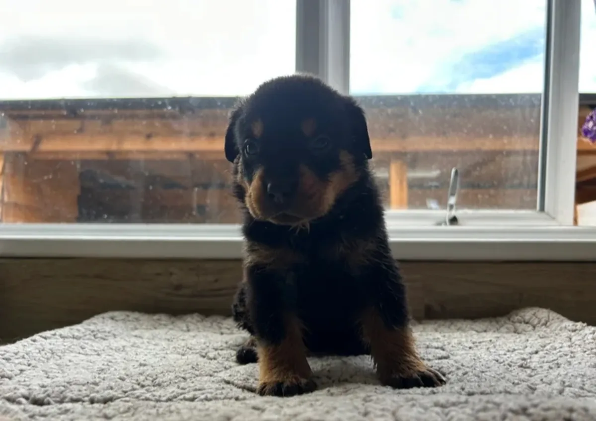 Hermosos cachorros Rottweiler
