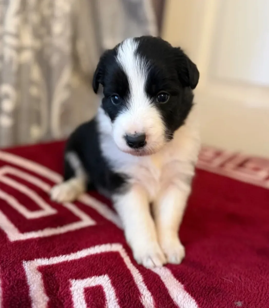 Hermosos cachorros Border Collie.