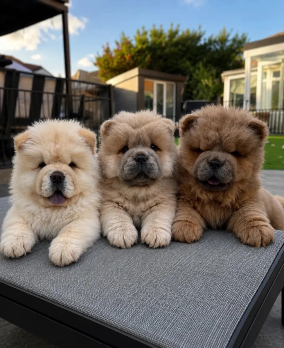 Hermosos cachorros chow chow