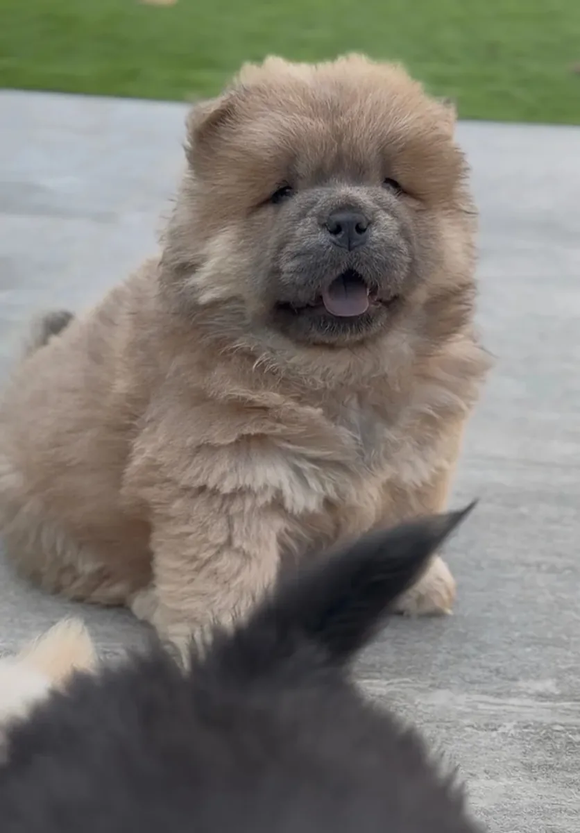 Hermosos cachorros chow chow