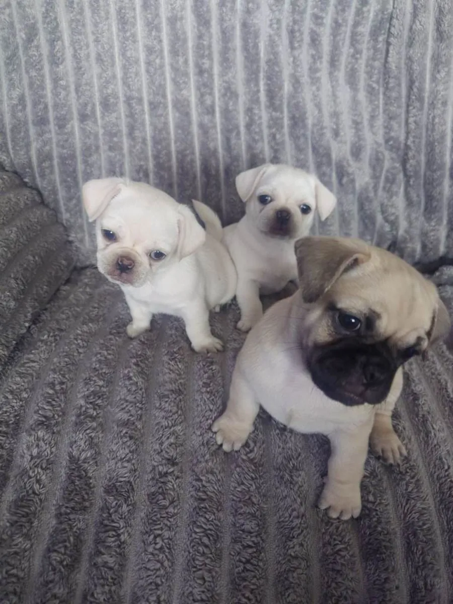 Cachorros Pug (macho y hembra) para adopción