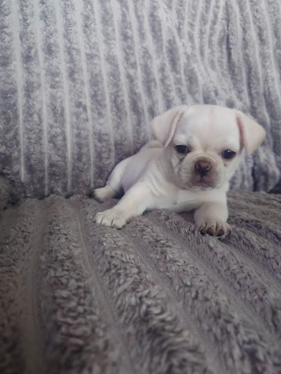Cachorros Pug (macho y hembra) para adopción