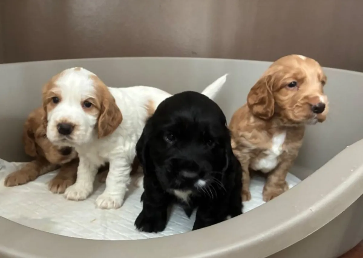 Cachorros Cocker Spaniel (macho y hembra) para adopción