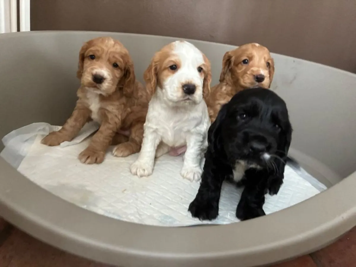 Cachorros Cocker Spaniel (macho y hembra) para adopción