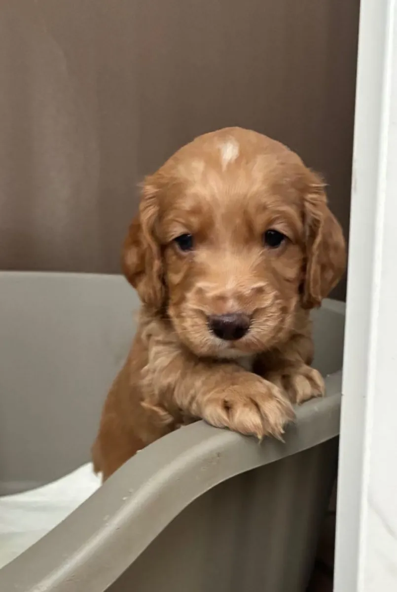 Cachorros Cocker Spaniel (macho y hembra) para adopción