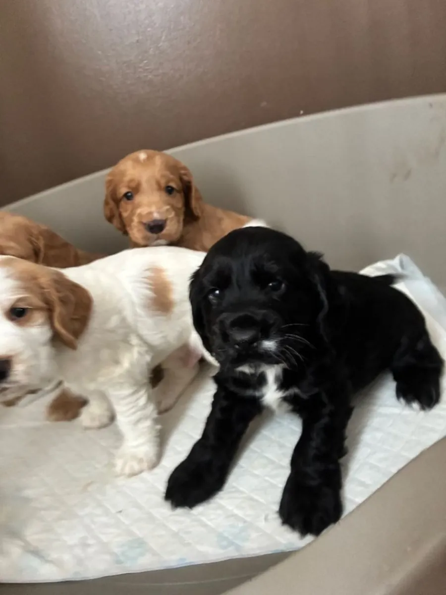 Cachorros Cocker Spaniel (macho y hembra) para adopción