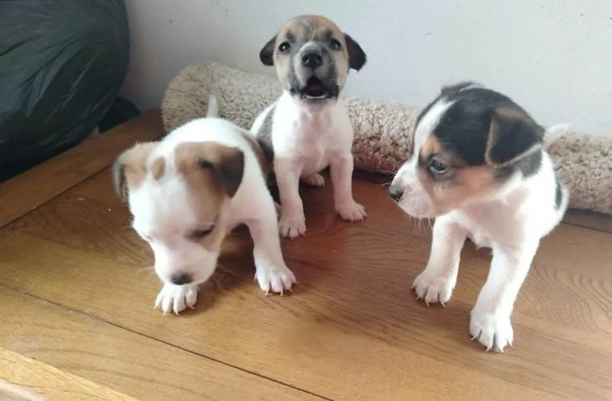 Chiots Jack Russell Terrier (mâle et femelle) à adopter