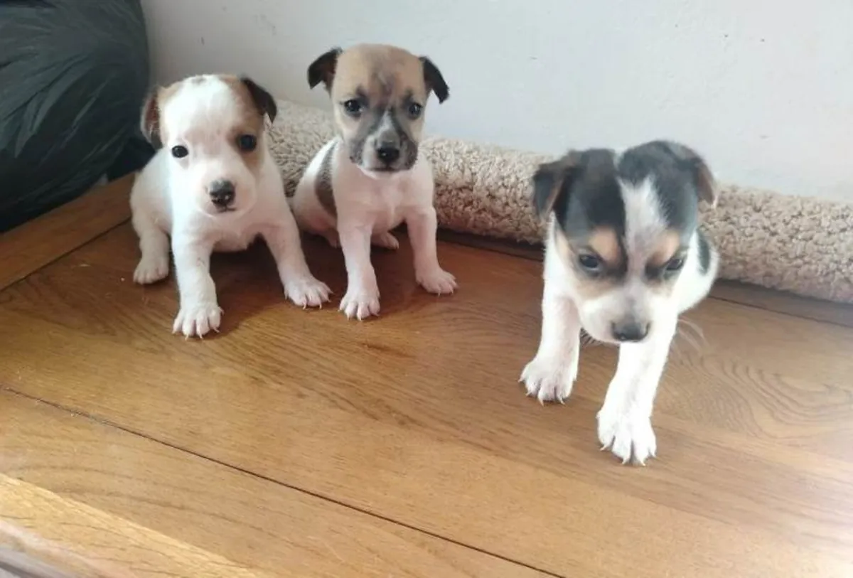 Chiots Jack Russell Terrier (mâle et femelle) à adopter