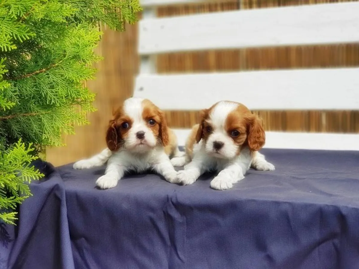 Cachorros Cavalier King Charles Spaniel (macho y hembra) para adopción