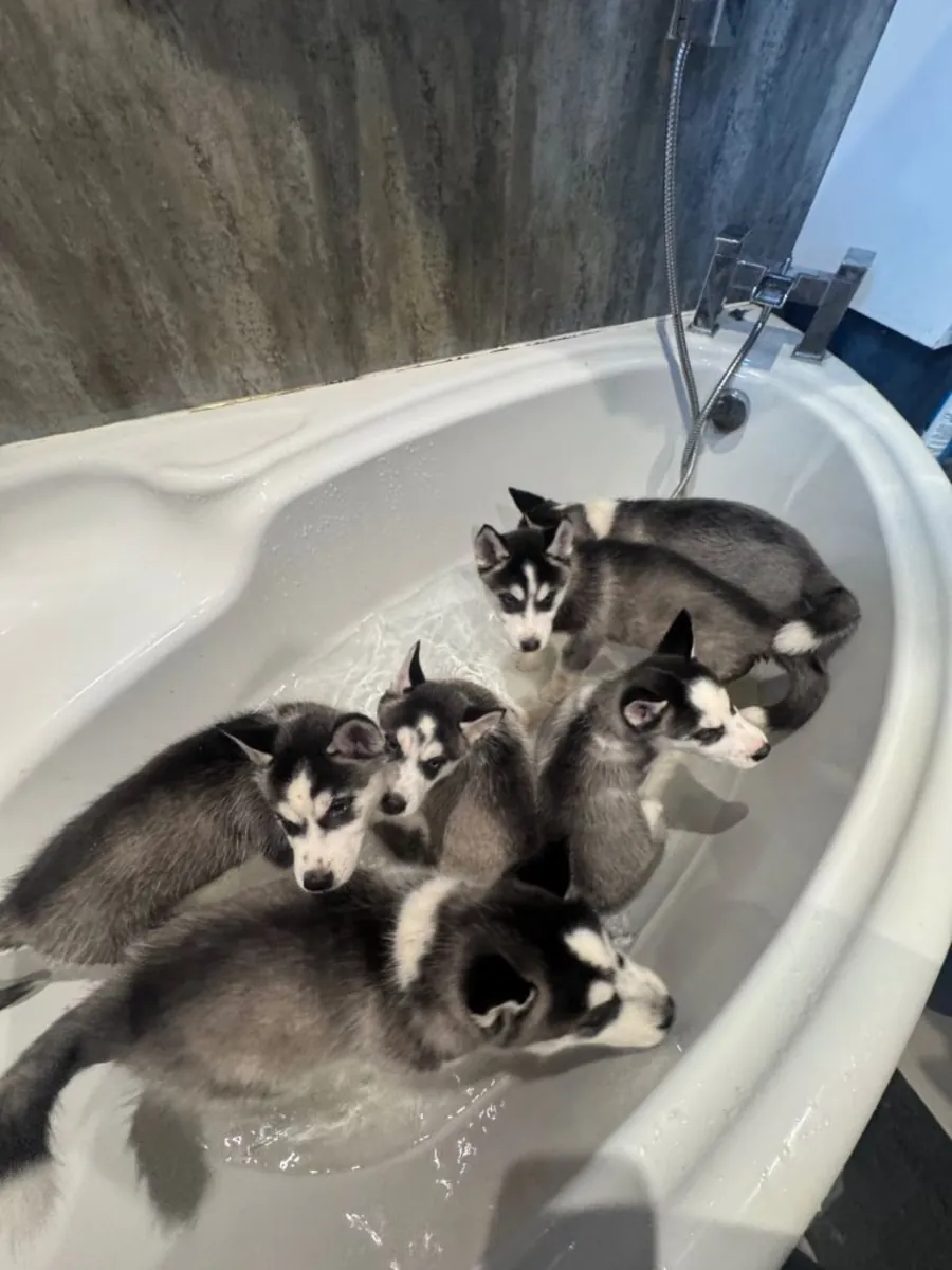 Chiots Husky Sibérien (mâle et femelle) à donner