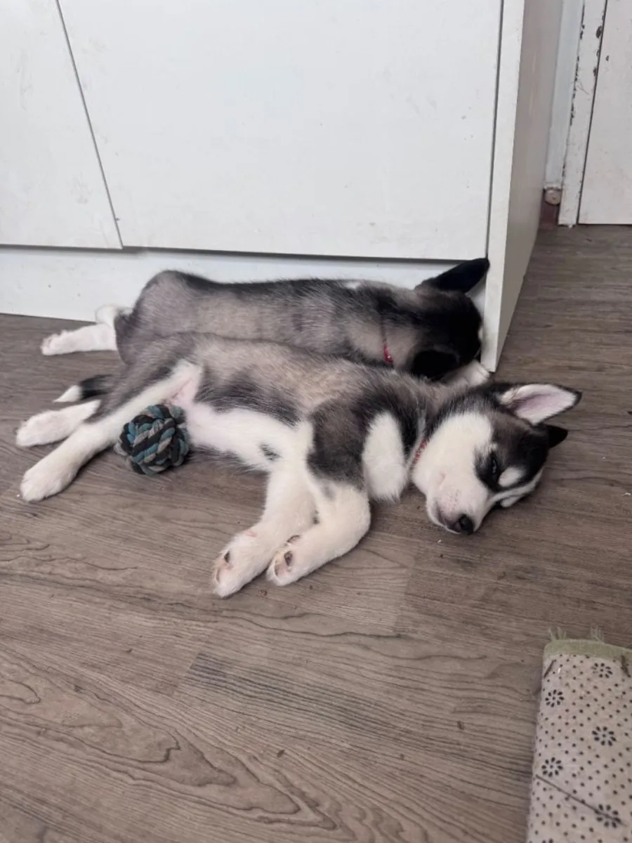 Chiots Husky Sibérien (mâle et femelle) à donner