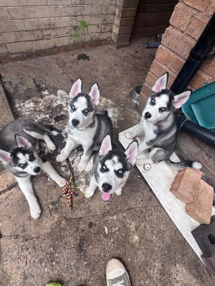 Chiots Husky Sibérien (mâle et femelle) à donner