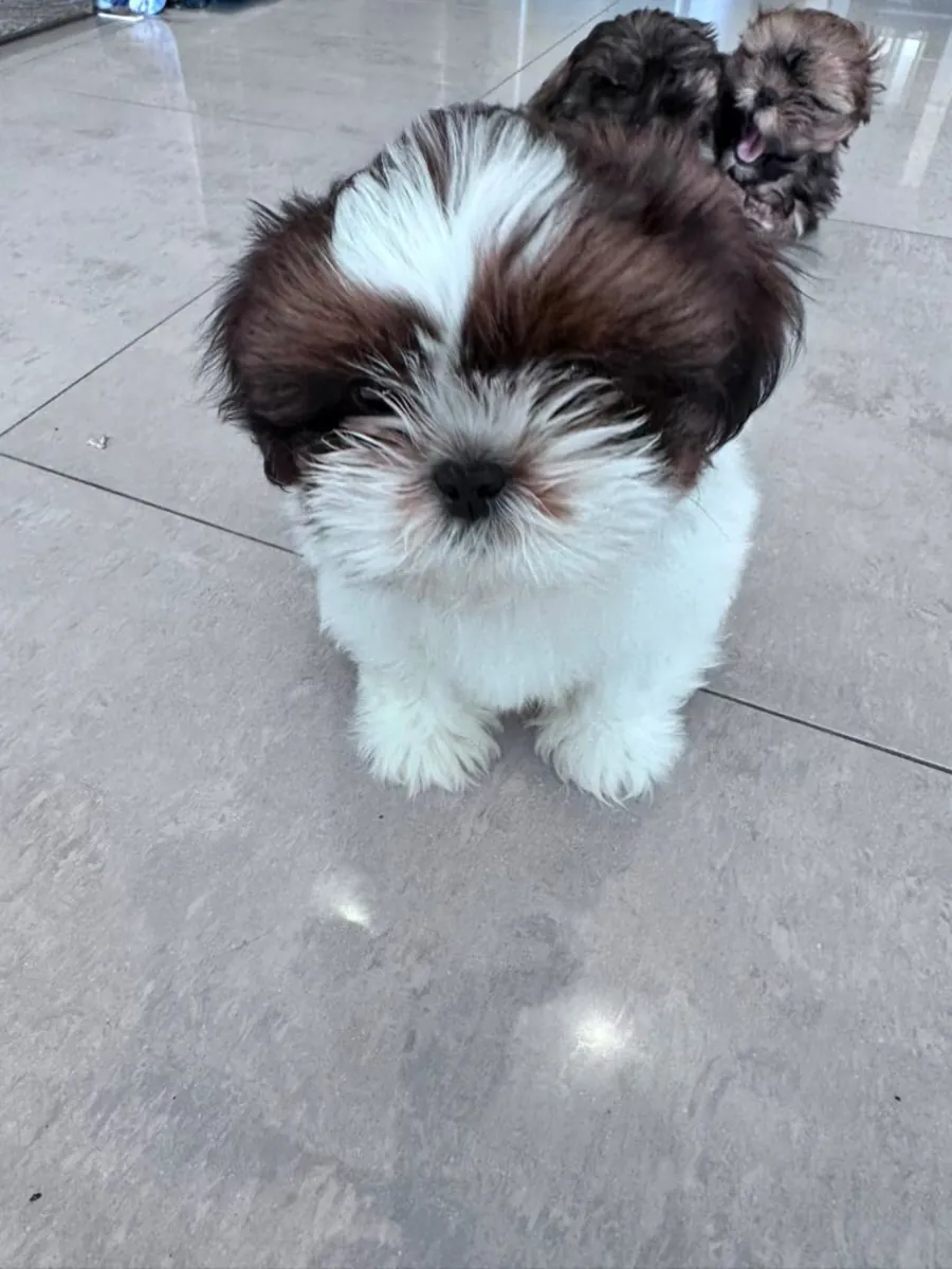 Chiots Shih Tzu (mâle et femelle) à donner
