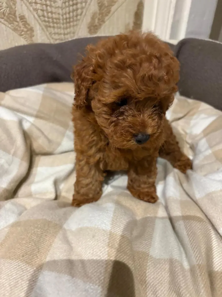 Regalar cachorros de caniche