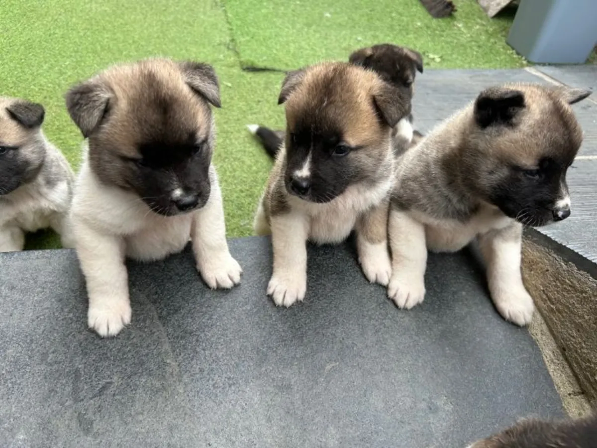 赠送秋田犬幼崽（公犬和母犬）