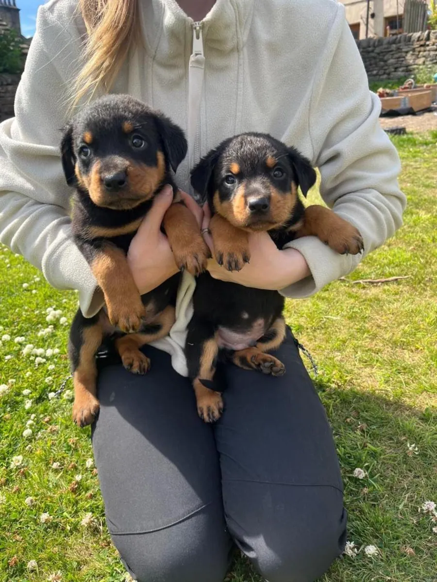 Regalo cachorros Rottweiler (macho y hembra)