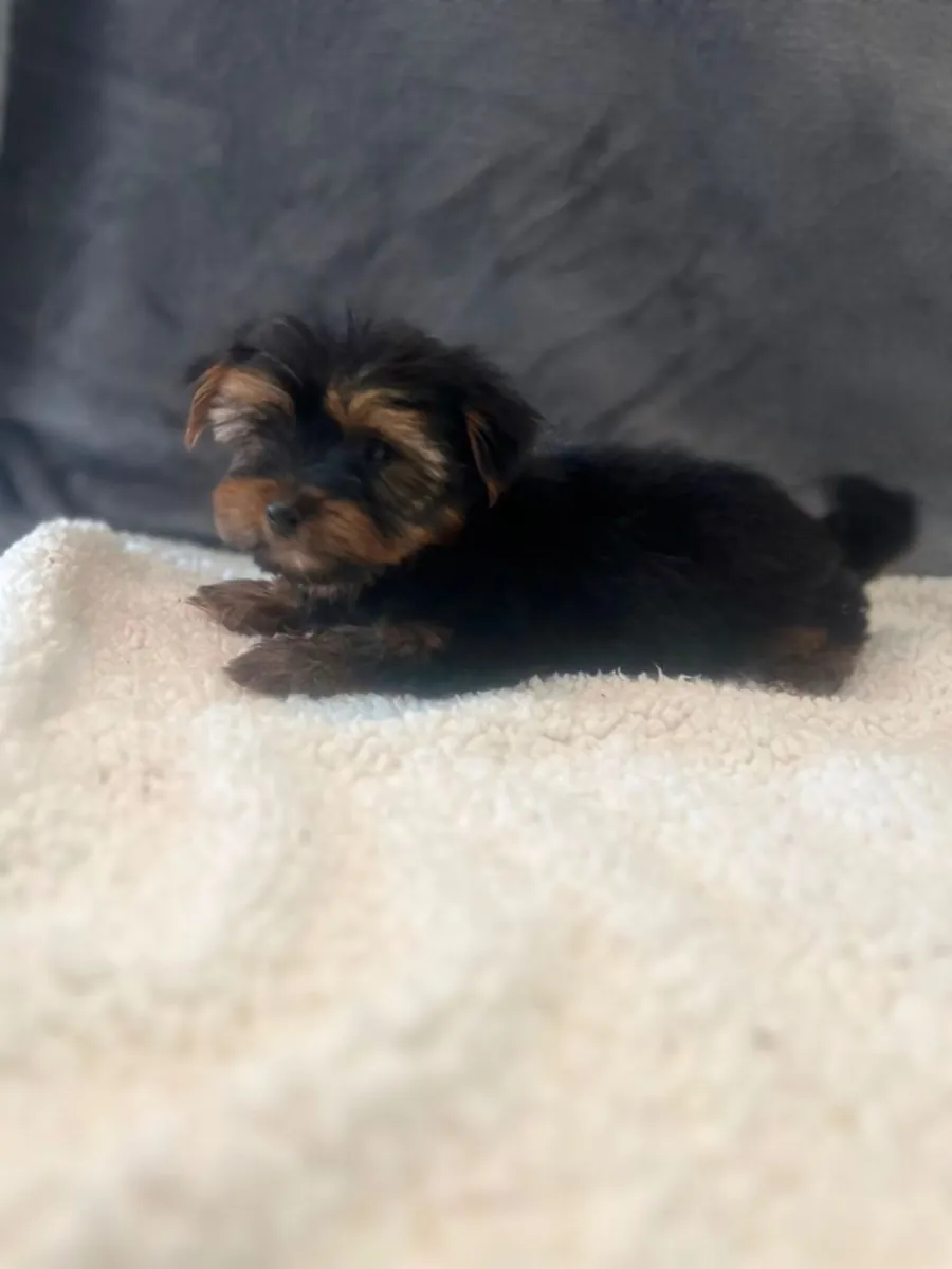 Regalo cachorros Yorkshire Terrier (macho y hembra)