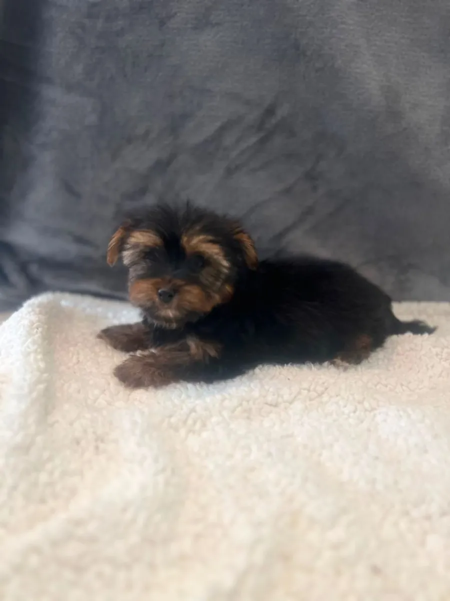 Regalo cachorros Yorkshire Terrier (macho y hembra)