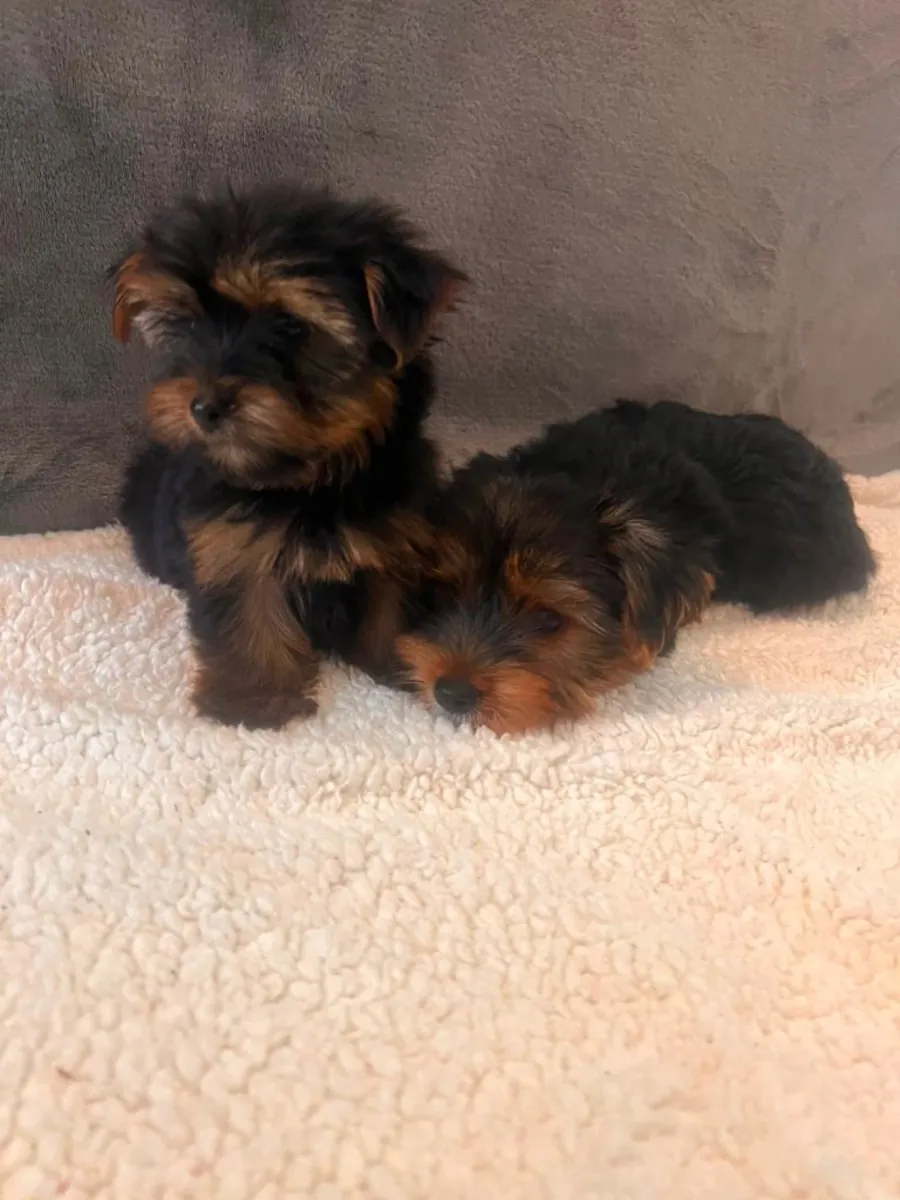 Regalo cachorros Yorkshire Terrier (macho y hembra)