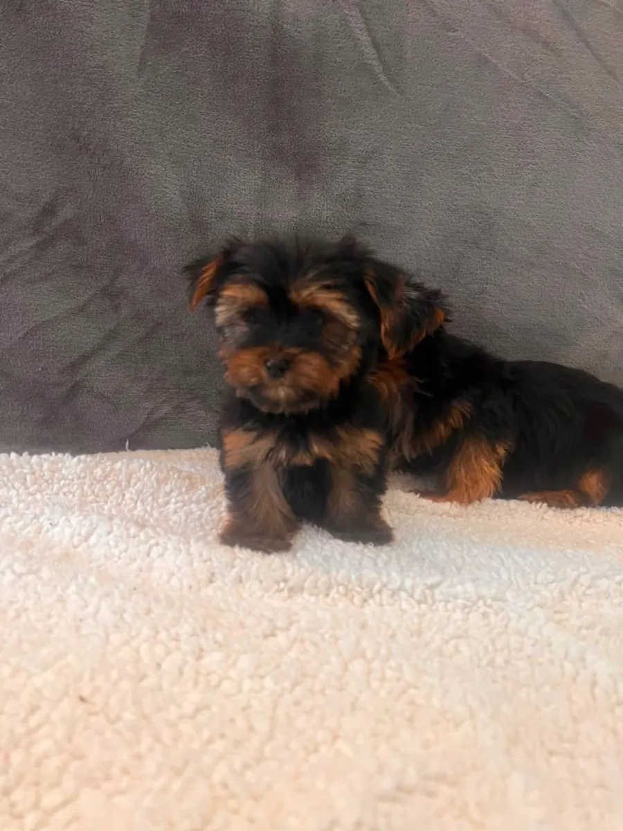 Regalo cachorros Yorkshire Terrier (macho y hembra)