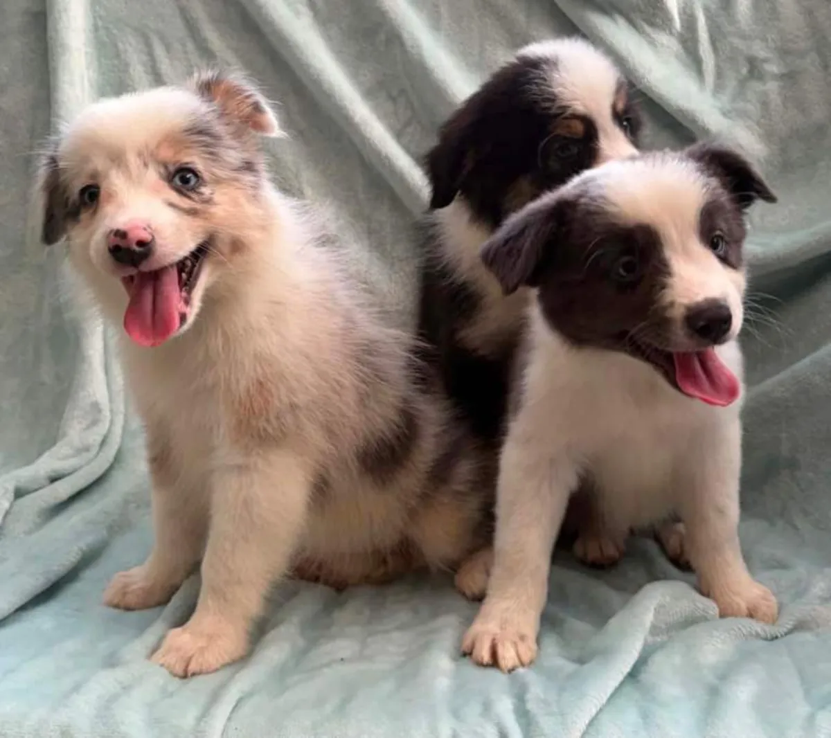 Regalo cachorros Border Collie (macho y hembra)
