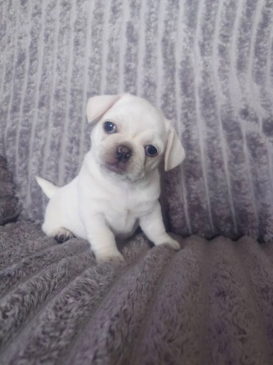Cachorros Pug (macho y hembra) para adopción