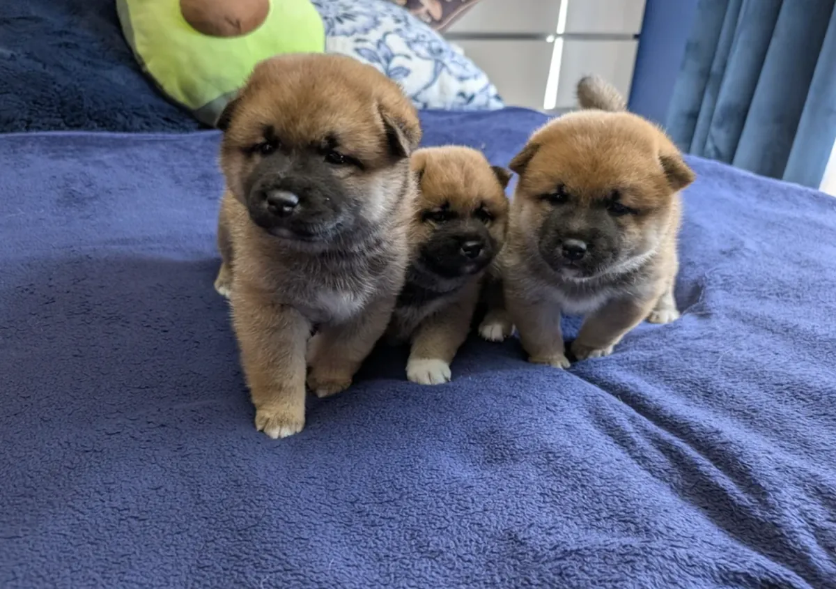 Cachorros Shiba Inu (macho y hembra) para adopción