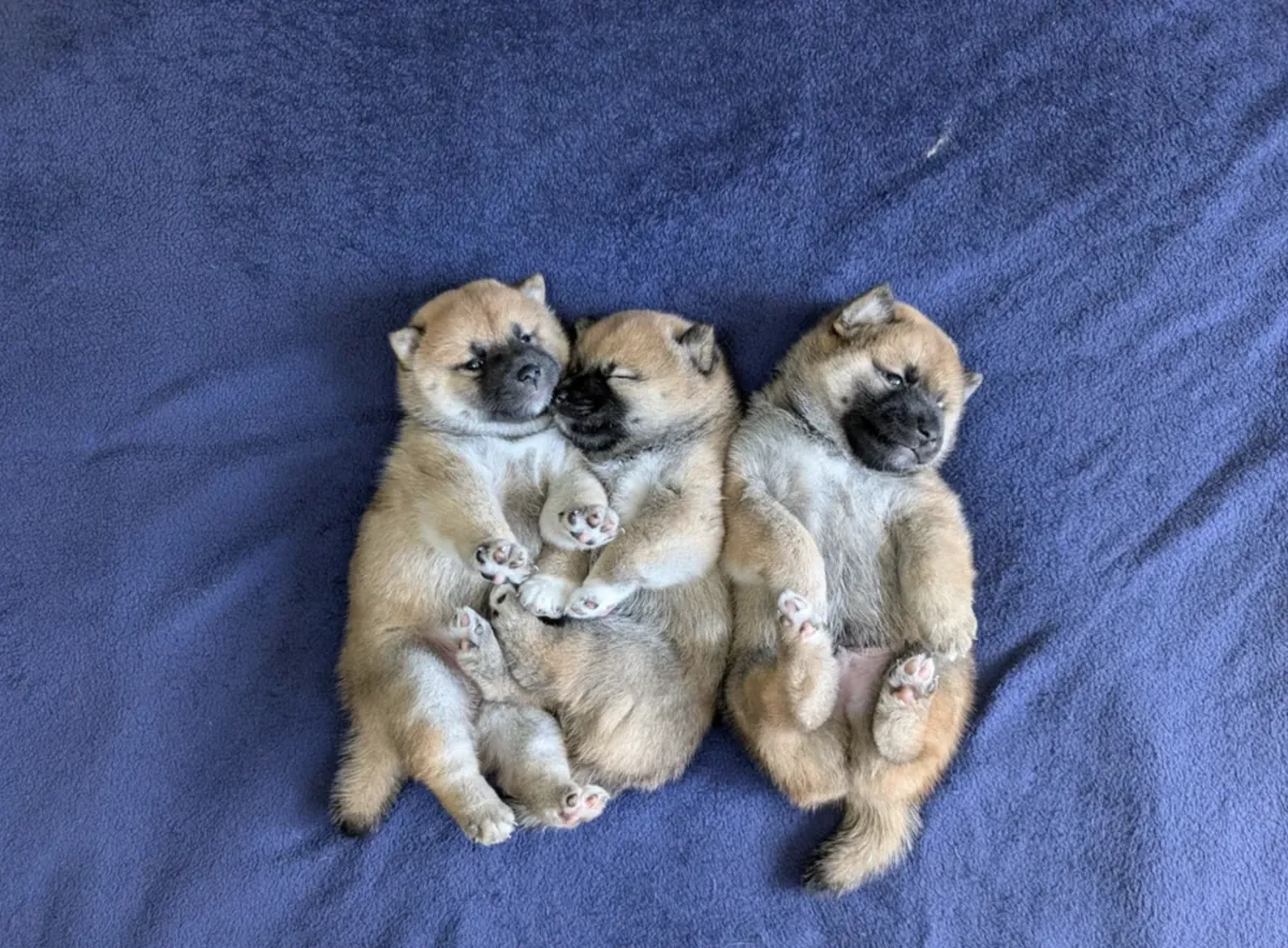 Cachorros Shiba Inu (macho y hembra) para adopción