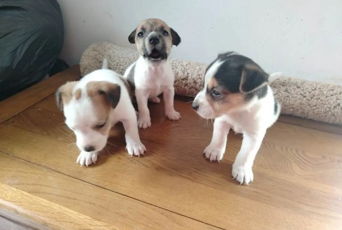 Chiots Jack Russell Terrier (mâle et femelle) à adopter
