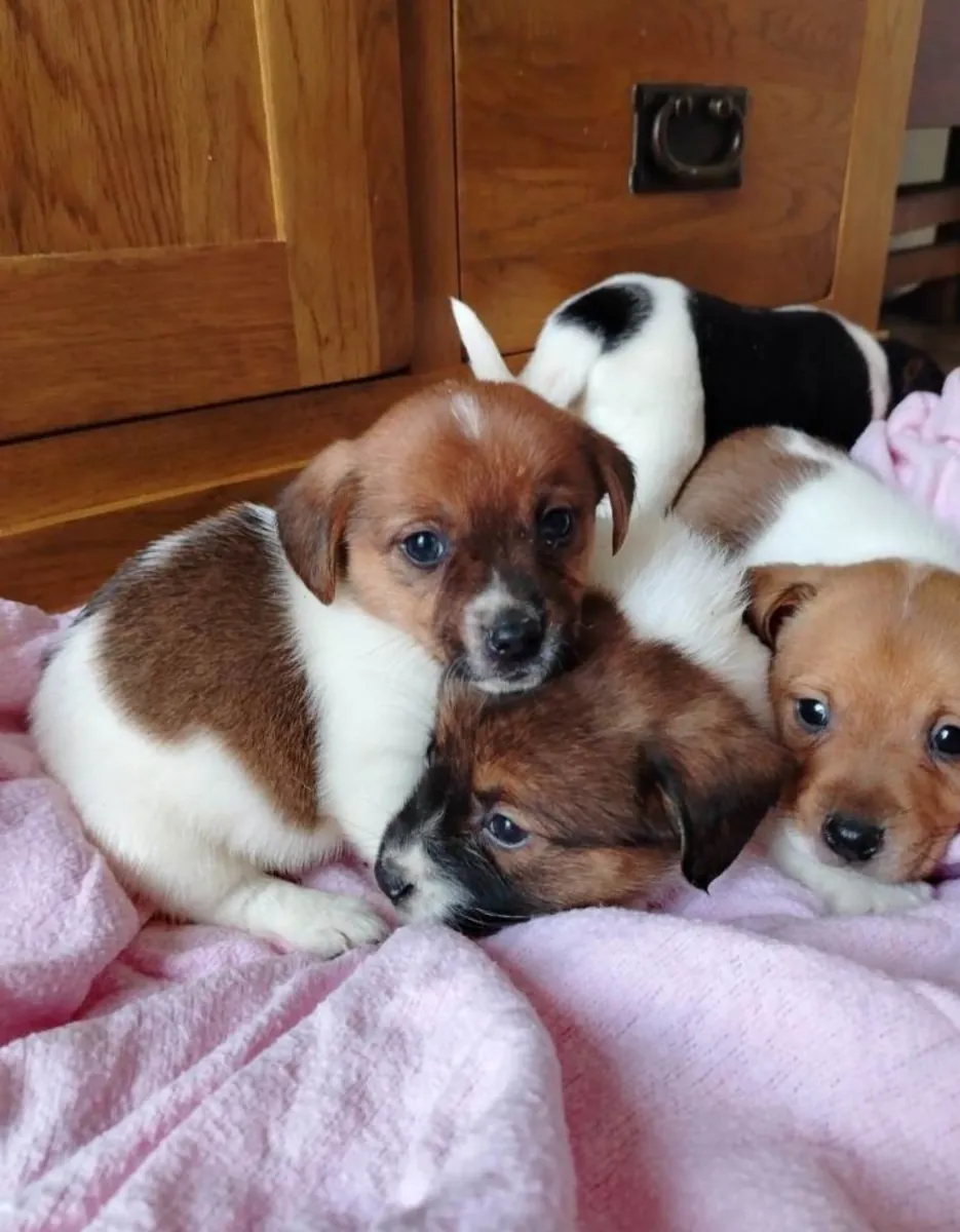 Chiots Jack Russell Terrier (mâle et femelle) à adopter
