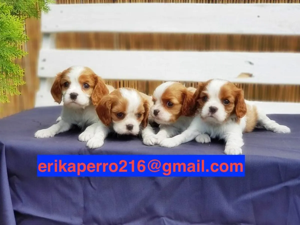 Щенки Кавалер Кинг Чарльз Спаниель (самец и самка) для усыновления
