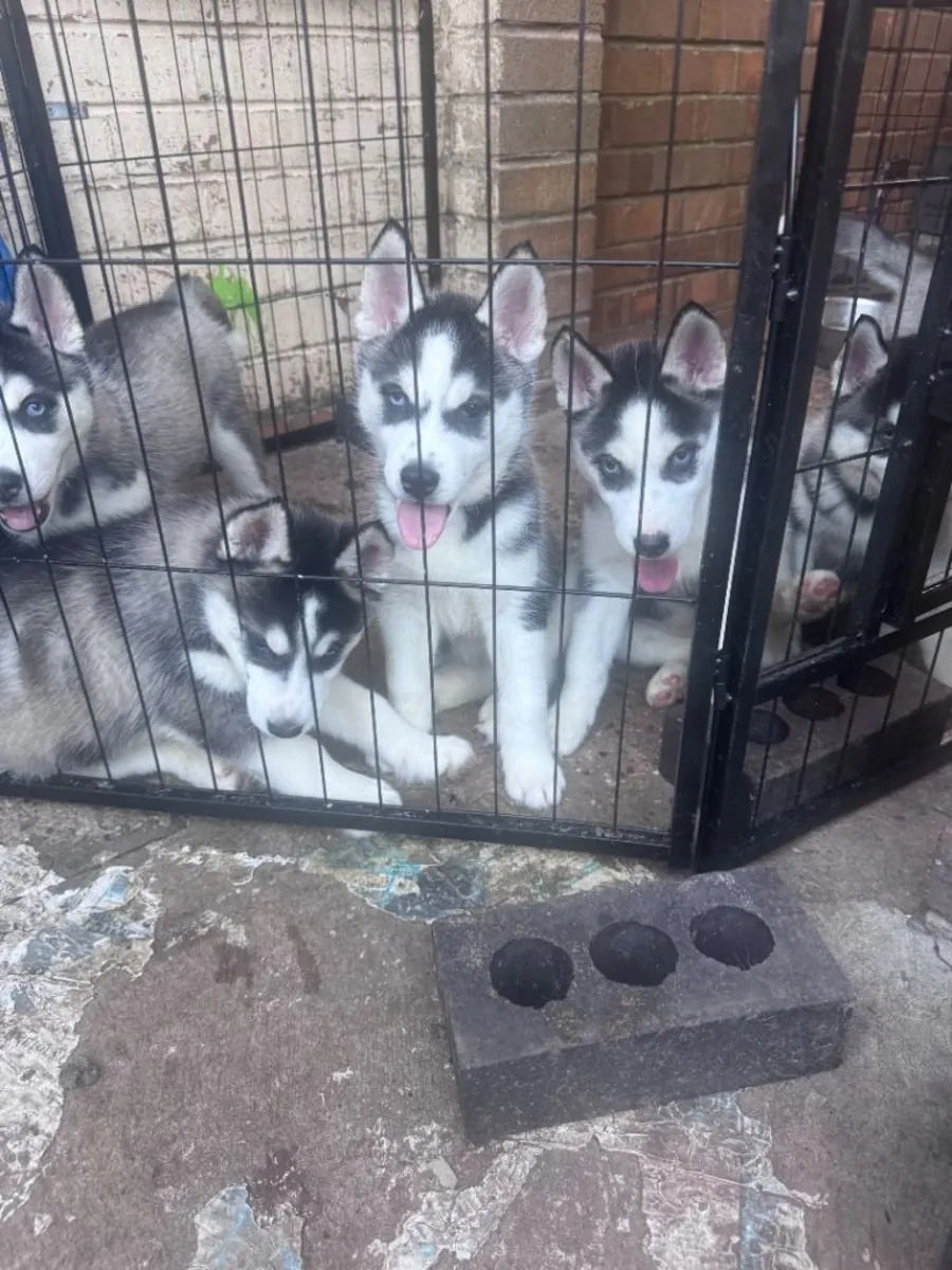 Chiots Husky Sibérien (mâle et femelle) à donner
