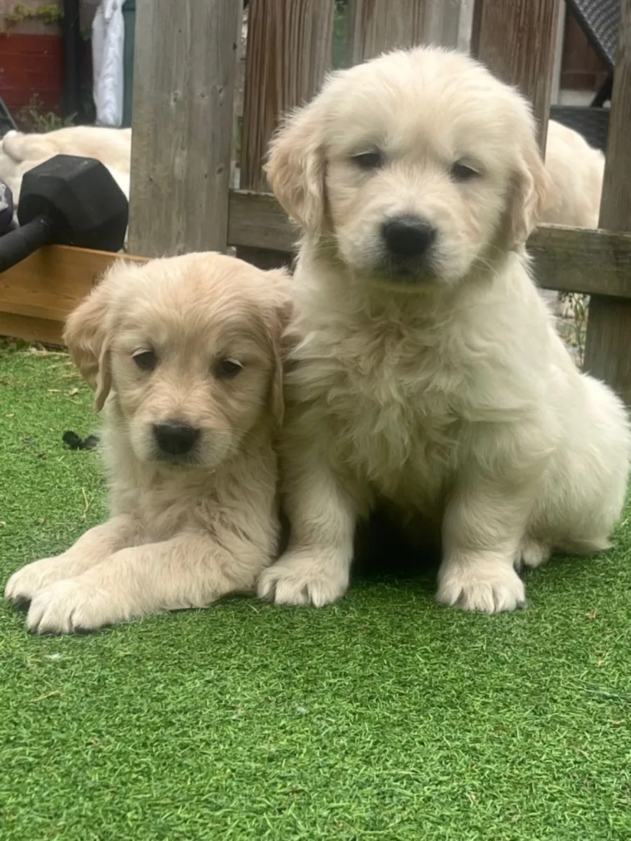 Regalar cachorros Golden Retriever macho y hembra
