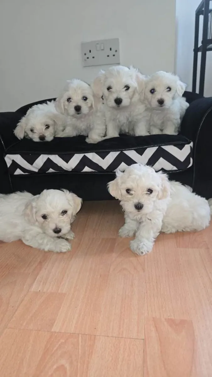 Regalo cachorros malteses macho y hembra