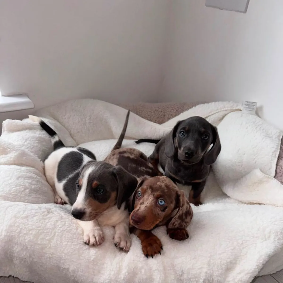 Regalar cachorros Teckel machos y hembras