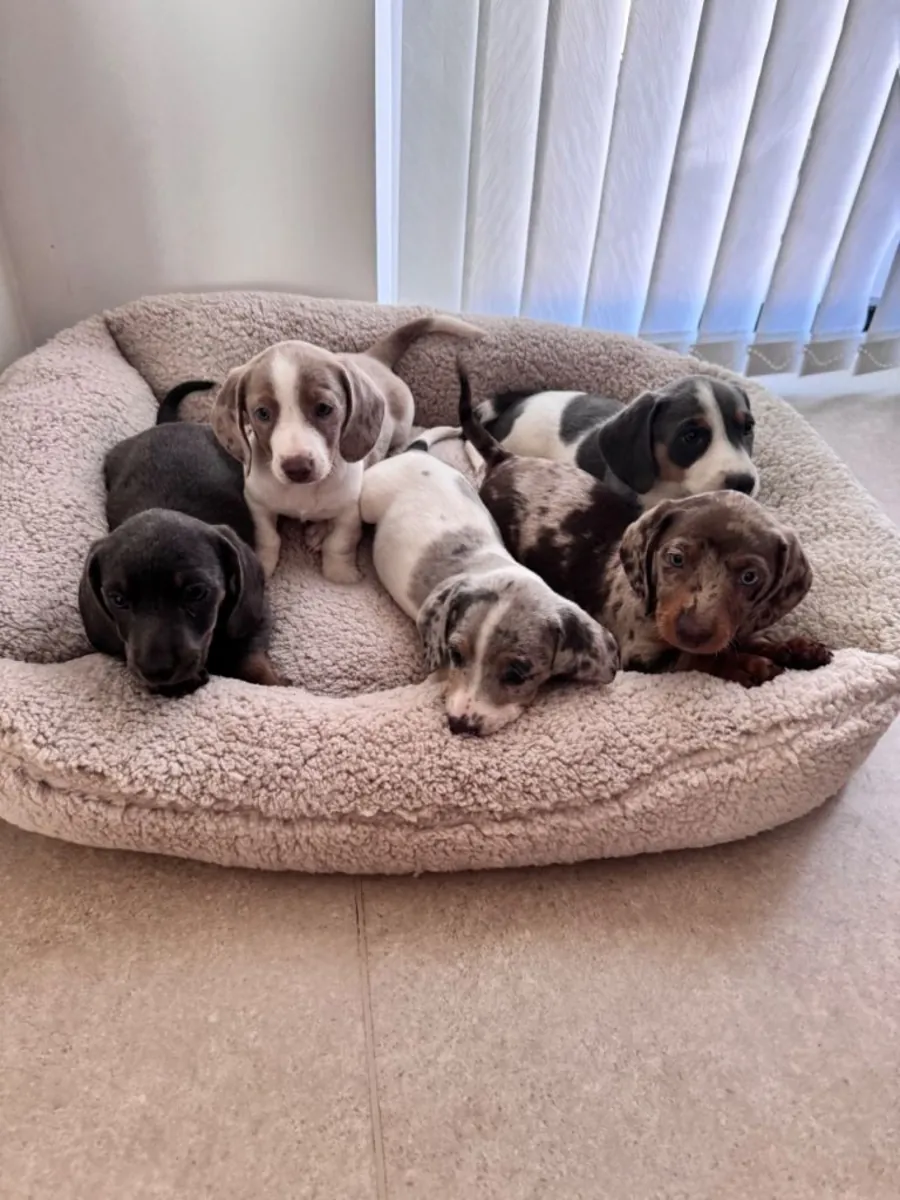 Regalar cachorros Teckel machos y hembras