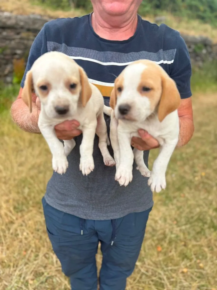 Regalar cachorros Beagle machos y hembras