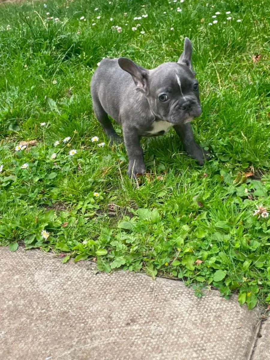 Regalar cachorros de Bulldog Francés machos y hembras